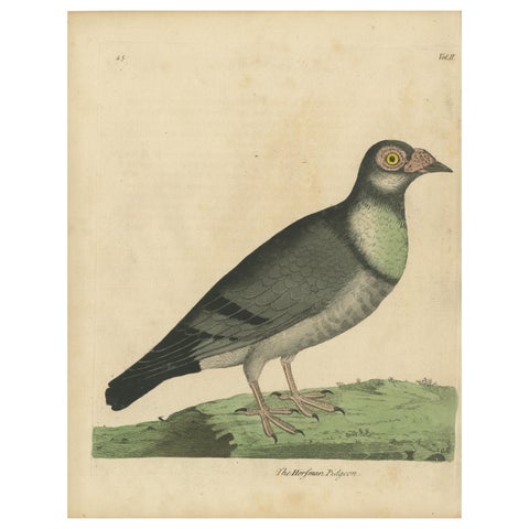 Antique Bird Print of a Horseman Pigeon, Handcolored, 1740