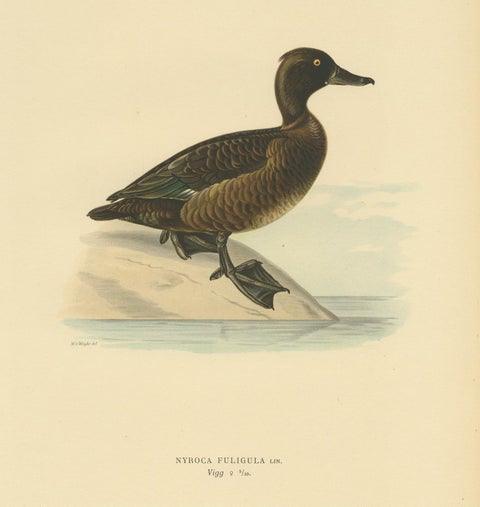Antique Bird Print of a Ferruginous Duck by Von Wright '1927', view 2