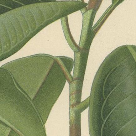 1897 Victorian Botanical Print, India-Rubber Plant (Ficus Elastica), close-up 4