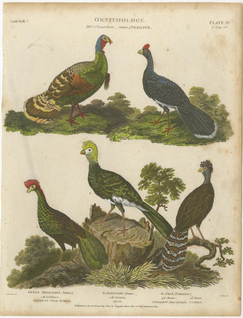 1811 Ornithology Gallinae Plate IV - Antique Poultry Print, view 2