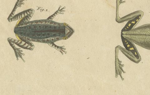 Five Frogs Including a Striped Frog, Antique Bertuch Print, Vienna, circa 1815, close-up 2