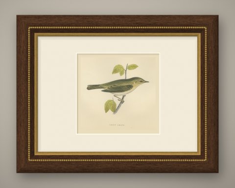 Chiff Chaff on a Leafy Branch, Hand Colored Warbler Print, Morris, 1896, shown framed