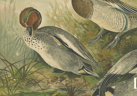 Ducks in Breeding Plumage, Antique 19th Century Chromolithograph Print, close-up 3