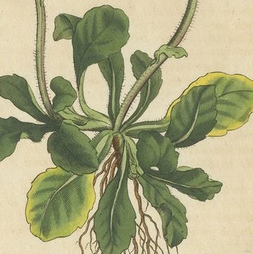 Set of 3 Antique Botany Prints, Flowered Heath, Daisy, Canadian Columbine, close-up 1