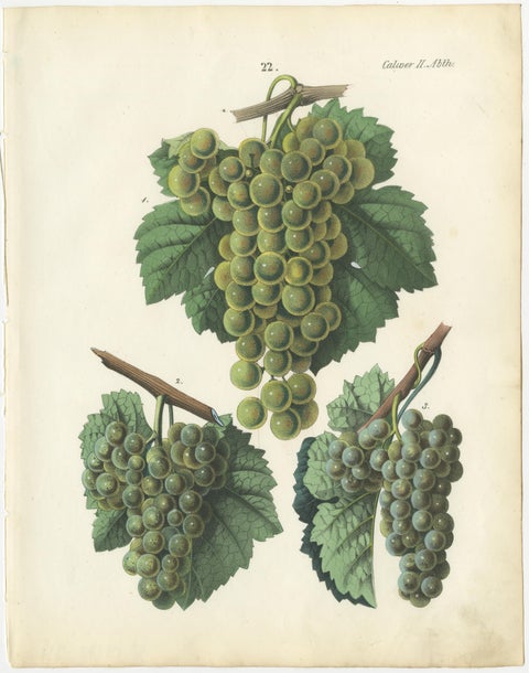 Antique Grape Botanical Chromolithographs, Wine & Table Grapes, Set of Six, 1854, view 5