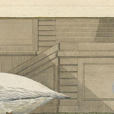 Antique Bird Print of Geese by Bonnaterre, 1790, close-up 1