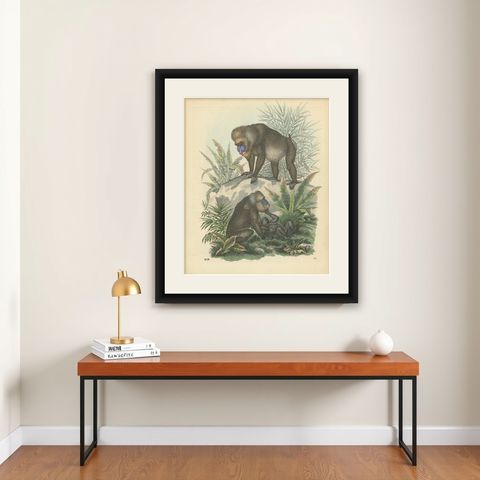 Antique Print of Baboons, the World's Largest Monkeys, 1859, shown framed on a wall
