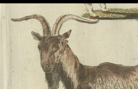 Hand Colored Antique Print of a Goat and Angora Goat, close-up 3