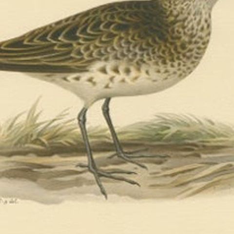 Antique Bird Print of a Male Broad-billed Sandpiper by Von Wright, 1929, close-up 2