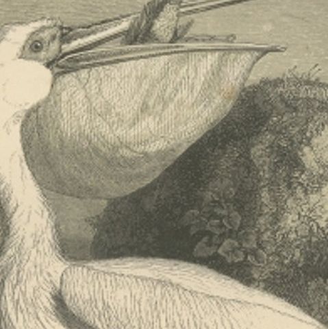 Antique Bird Print of the Great White Pelican by Le Maout, 1853, close-up 1