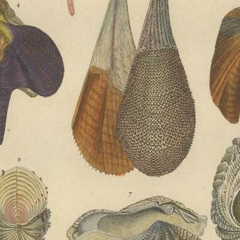 Marine Elegance: A 19th Century Mosaic of Mollusk Diversity, 1845, close-up 1