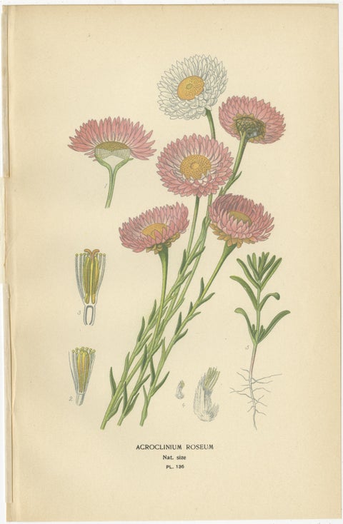 Antique Botanical Prints: Showy Fleabane, Rosy Everlasting & Acroclinium Roseum, view 4