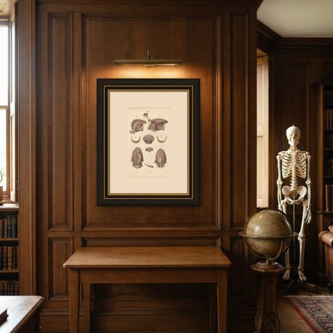 The Muscles of the Tongue and Hyoid, Antique Hirschfeld Anatomy Print, 1866, shown framed in a room