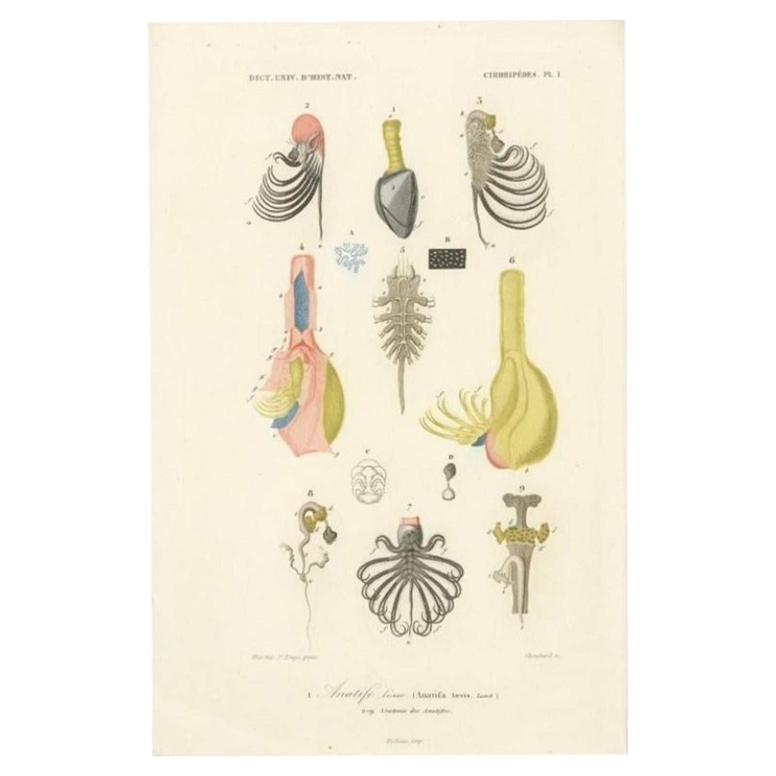 Antique Print of the Pelagic Gooseneck Barnacle, 1849