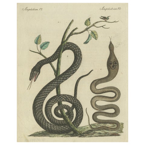 Antique Handcolored Engraving of Snakes and Amphibians, c.1800