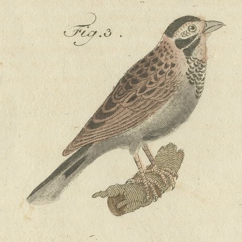 Yellowhammer, Ortolan and Buntings, Antique Bertuch Print, Vienna, circa 1805, close-up 6