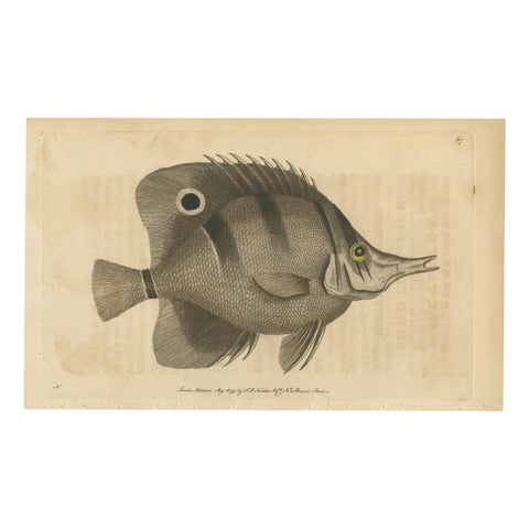 Long-Nosed Surgeonfish, Antique Hand-Colored Fish Engraving, Nodder c.1794