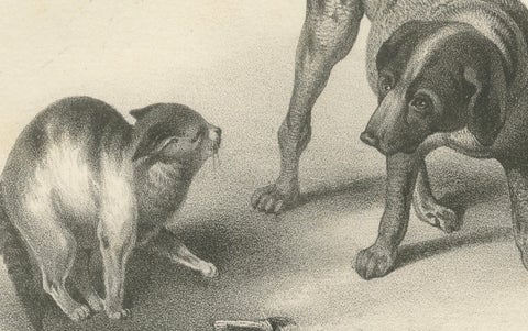 19th-Century Lithograph of Hunting Dogs and Dachshunds Interacting with Cats, close-up 1