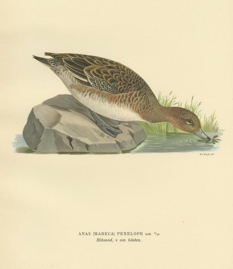 Antique Bird Print of a Female Eurasian Wigeon, '1929', view 4