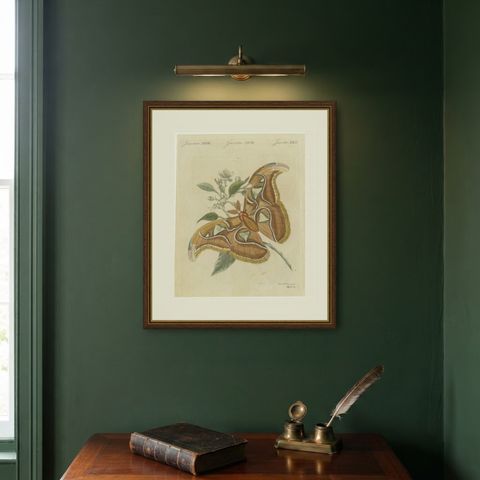 Atlas Moth on a Flowering Branch, Antique Bertuch Print, Vienna, circa 1805, shown framed on a wall