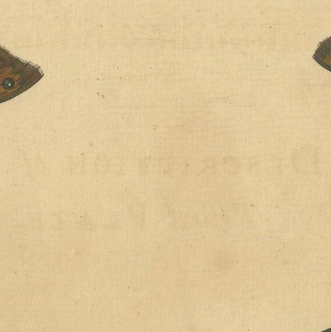 Butterflies on Grasses with Caterpillar, Albin Hand-Colored Engraving, 1720, close-up 4