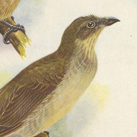 Antique Print of the Orange-Crested Gardener Bird & the Crested Gardener '1950', close-up 2