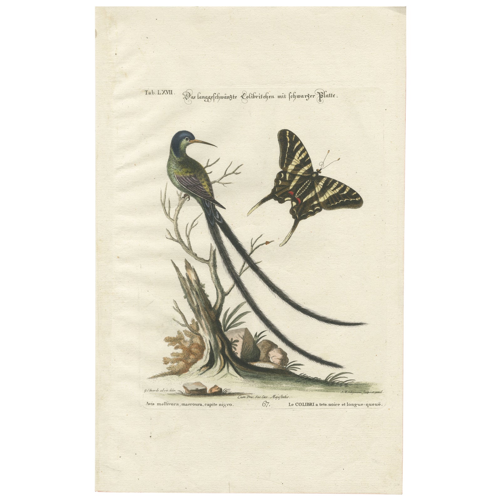 Long-Tailed Black-Headed Hummingbird and Butterfly Engraving by Seligmann, 1770
