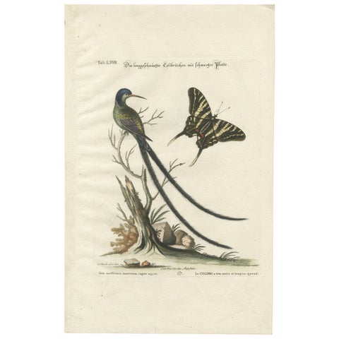 Long-Tailed Black-Headed Hummingbird and Butterfly Engraving by Seligmann, 1770