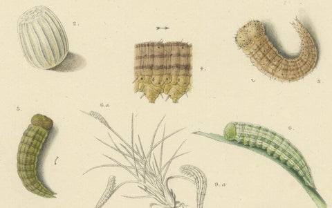 Antique Pair of Sciapteron Xystophora Moths, Hand-Colored by Sepp & Brants, 1906, close-up 5