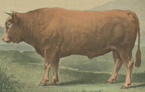 Limousin Bull, Antique French Cattle Print after Melin, 1873, view 3