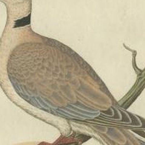 Antique Bird Print of the Barbary Dove by Sepp & Nozeman, 1829, close-up 2
