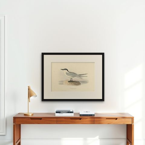Antique Bird Print of the Gull-Billed Tern by Gould, 1832, shown framed on a wall