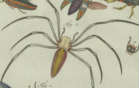 Original Antique Print of Exotic Insects, Spider and Butterfly by Bertuch, 1800, close-up 3