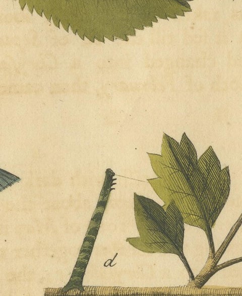 English Moths on Hazel Branch with Nuts, Antique Insect Engraving, Albin 1720, view 5