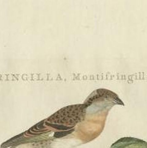 Antique Bird Print of the Brambling by Sepp & Nozeman, 1797, close-up 1