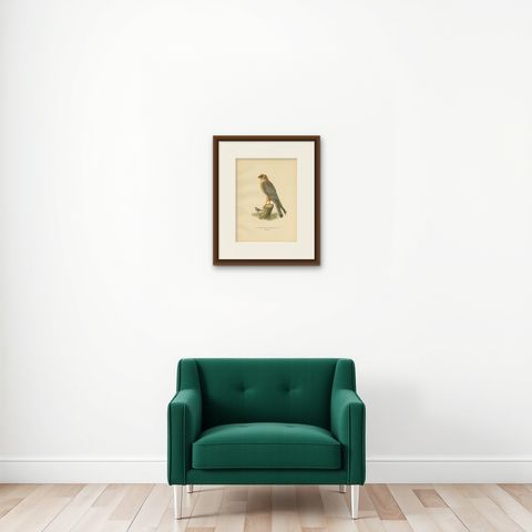 Antique Bird Print of the Red-Footed Falcon by Von Wright, 1929, shown framed on a wall