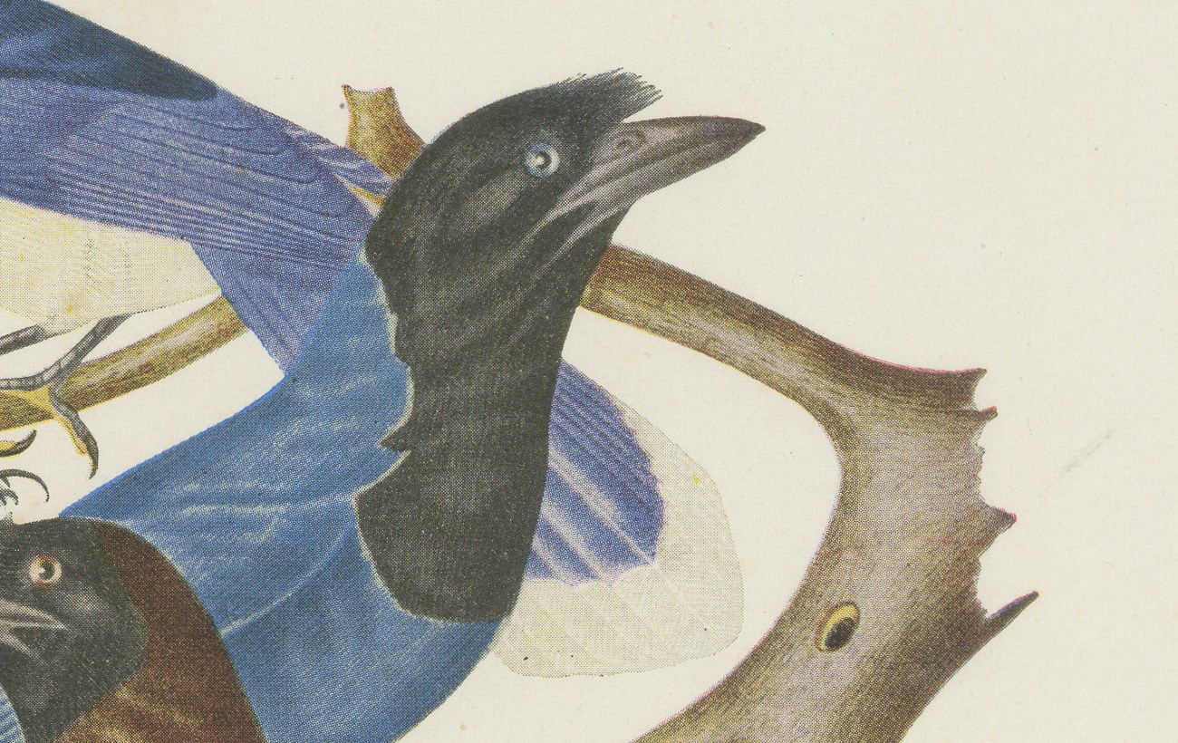 Jays, Brazilian Bird Print, Descourtilz, 1944, view 4