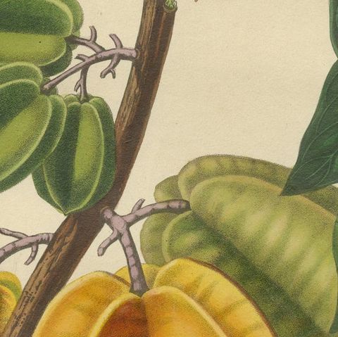 Original Antique Print of a Fruit named the Averrhoa Carambola, close-up 2