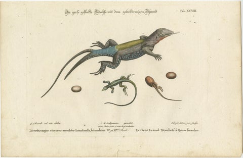 Exotic Jamaican Lizards: The Large Spotted Fork-Tailed Lizard Engraved, c.1773, view 2