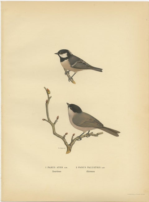 Attractive Antique Bird Print of The Coal Tit, 1927, view 2