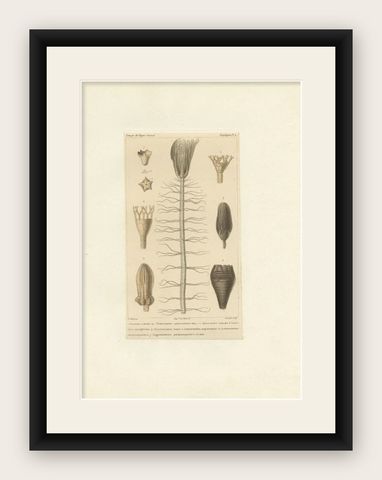 Antique Print of Fossils and Other Marine Life by Guérin, c.1829, shown framed