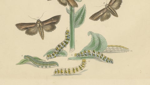 British Moths and Caterpillars on Mullein, Humphreys & Westwood, 1845, close-up 4