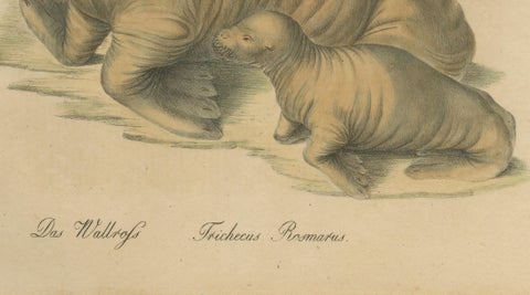 Antique Walrus Lithograph by Karl Joseph Brodtmann, 1816, close-up 3