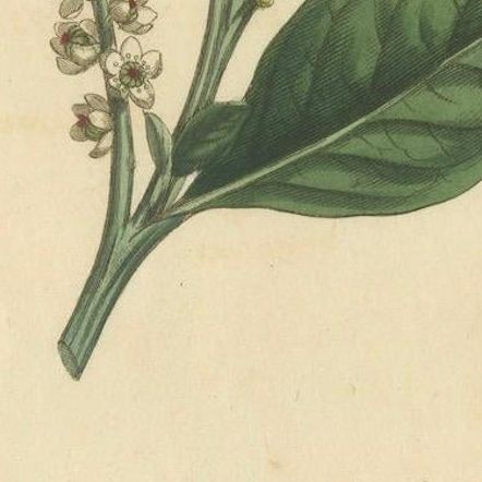 Antique Botanical Engraving of Pokeweed (Phytolacca) - 1803 Floral Print, close-up 5