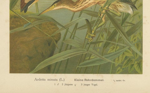 Bitterns in Reeds, Antique 19th Century Bird Chromolithograph of Little Bittern, close-up 1