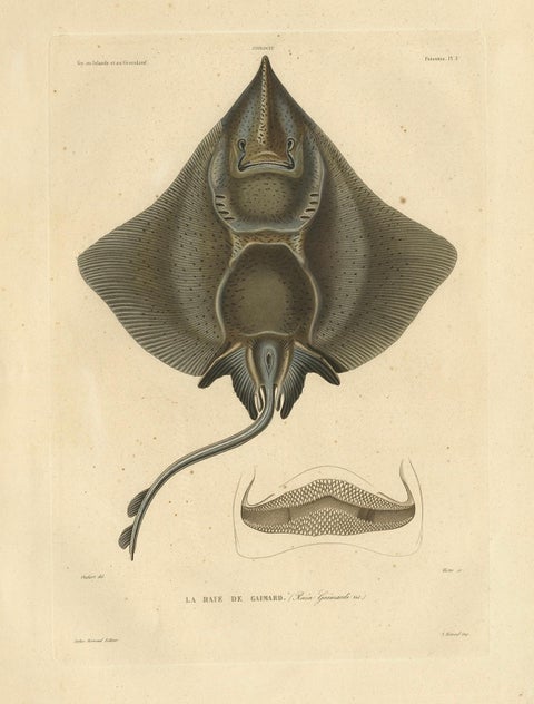 Rare Decorative Hand-colored Antique Plate of The Gaimard's Ray Fish, 1842, close-up 7