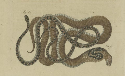 Hand-colored EngravingS of Five various Snakes, incl Dahl's Whip Snake, ca.1800, close-up 2