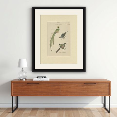 Pl. 7 Antique Print of Various Birds by Richardson 'circa 1860', shown framed on a wall