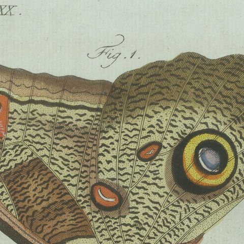 Original Antique Print of Two Exotic Butterflies by Bertuch, c. 1800, close-up 6