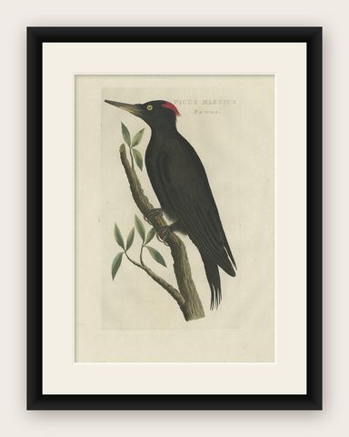 Antique Bird Print of a Female Black Woodpecker by Sepp & Nozeman, 1809, shown framed